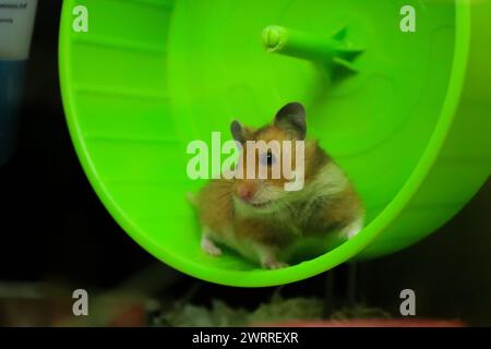 Ein goldener Hamster in einem grünen Rad Stockfoto