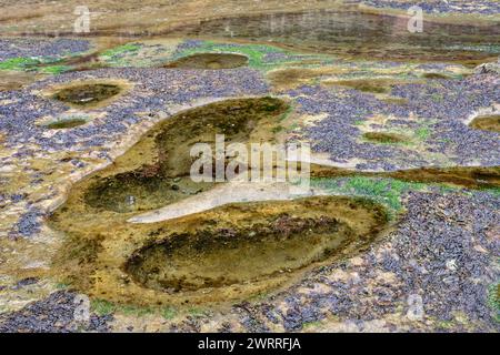 Die pulsierenden Gezeitenpools am Botanical Beach, Port Renfrew, Vancouver Island, British Columbia, Kanada Stockfoto