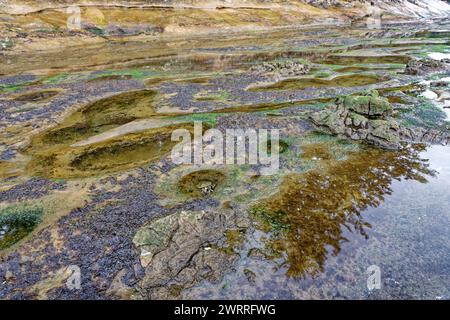 Die pulsierenden Gezeitenpools am Botanical Beach, Port Renfrew, Vancouver Island, British Columbia, Kanada Stockfoto