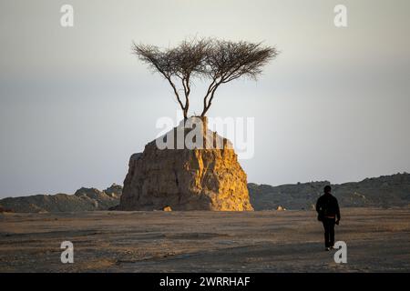 Lonely Tree on Rock. Tonsteinbruch umbab Doha Stockfoto