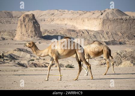 Kamel im Wüstensee umbab Doha Stockfoto