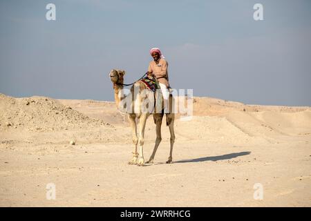 Kamel im Wüstensee umbab Doha Stockfoto