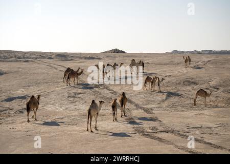 Kamel im Wüstensee umbab Doha Stockfoto