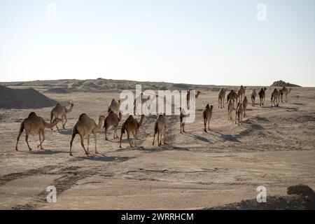 Kamel im Wüstensee umbab Doha Stockfoto