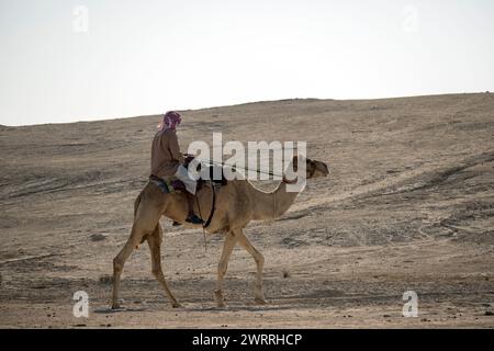 Kamel im Wüstensee umbab Doha Stockfoto