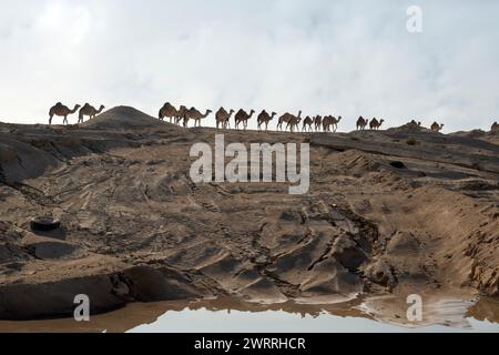 Kamel im Wüstensee umbab Doha Stockfoto