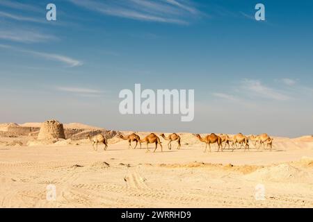 Kamel im Wüstensee umbab Doha Stockfoto