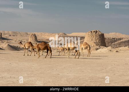 Kamel im Wüstensee umbab Doha Stockfoto