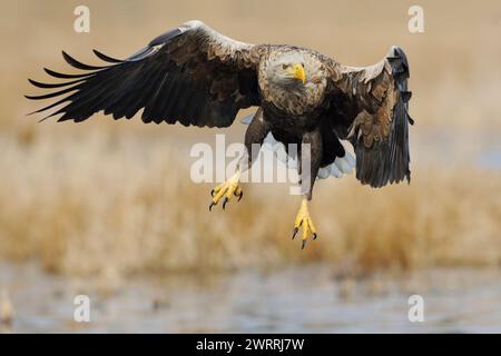 Seeadler / Seeadler ( Haliaeetus albicilla ), mächtig abheben, seine Flügel über feuchtes Land ausbreiten, umgeben von goldenem Schilf, Wildtiere, E Stockfoto