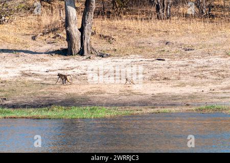 Ein Chacma Baboon, Papio ursinus, Baby mit seiner Mutter, das am Ufer des Chobe Flusses, Chobe Nationalpark, Botsuana entlang läuft. Stockfoto