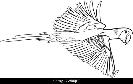 Ara Papagei im Flug, handgezeichneter gravierter Stil, Vektor-Illustration Stock Vektor