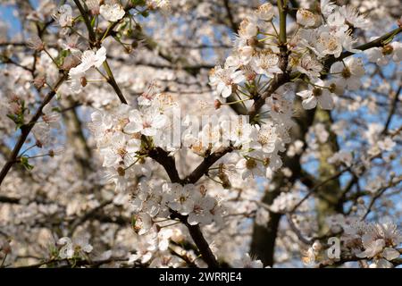 Die ersten Blüten des Frühlings. Parks und Blumen Stockfoto