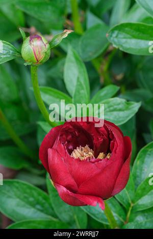 Paeonia Buckeye Belle, Pfingstrose Buckeye Belle, frühblühende Pfingstrose, tiefrote, halbdoppelte Blüten Stockfoto