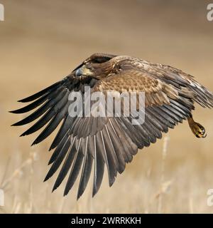 Jungadler im Flug... Seeadler Haliaeetus albicilla , noch nicht ausgefärbter Jungvogel, Nachwuchs flag in typischer Umgebung über trockenes Schilf, wunderschöne harmonische Farben, beeindruckende Beobachtung unseres größten heimischen Greifvogel Haliaeetus albicilla, unreifer, unteradulter Greifvogel im kraftvollen Flug über nasses Land umgeben von goldenem Schilf, Wildtiere, Europa. Mecklenburg-Vorpommern Deutschland, Europa Stockfoto