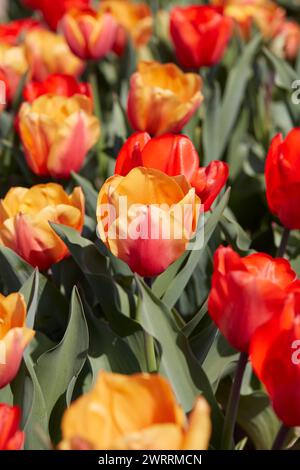 Tulpenblüten in gelben und roten Farben Makro, Feld im Frühlingssonnenlicht Stockfoto