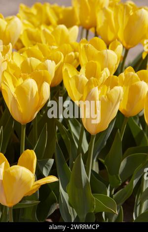 Tulpengelb Purissima blüht im Frühlingssonnenlicht Stockfoto