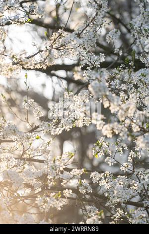 Hintergrund blühender Kirschzweige im Sonnenlicht... Stockfoto