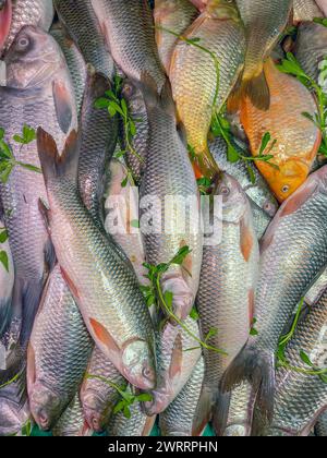 Süßwasserfische, die auf dem lokalen Basar verkauft werden. Dieses Foto wurde aus Chittagong, Bangladesch, aufgenommen. Stockfoto