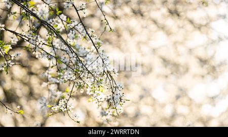 Hintergrund blühender Kirschzweige im Sonnenlicht... Stockfoto