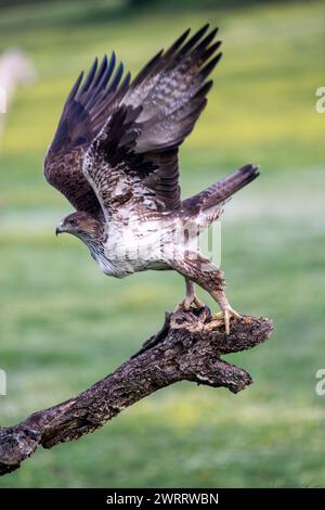 Wunderschönes Nahporträt eines Adlers von Bonelli in der Landschaft der Sierra Morena, Andalusien, Spanien, Europa Stockfoto