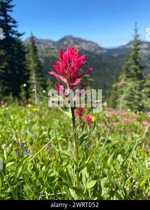 Castilleja parviflora, ein indischer Pinsel, der bei einer Bergwanderung im Mount Rainier National Park, Washington, entdeckt wurde Stockfoto