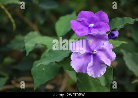 Die leuchtenden violetten Blüten auf einem Zweig mit grünen Blättern. Brunfelsia latifolia Stockfoto