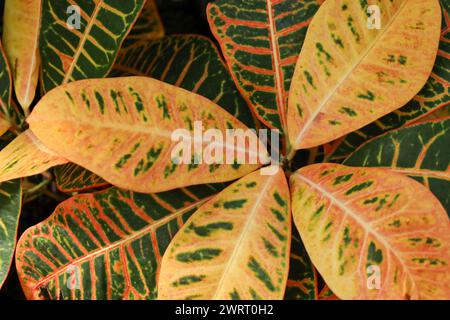 Eine Nahaufnahme von lebendigem Croton-Laub Stockfoto