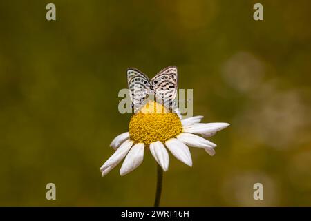 Kleine Schmetterlinge, die sich auf Gänseblümchen paaren, Little Tiger Blue, Tarucus balkanicus Stockfoto