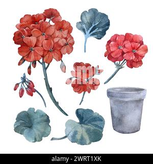 Set von Aquarellillustrationen: Blätter Blumen und Geranie Knospen, Keramiktopf. Handgezeichnete Elemente Stockfoto