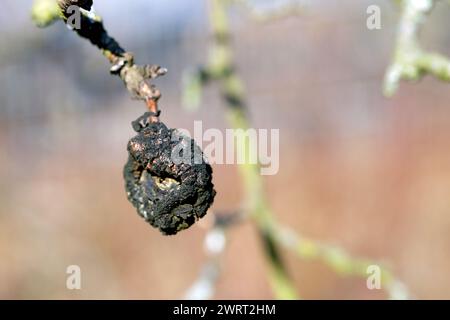 Fruchtmumie auf einem Apfelbaum. Stockfoto