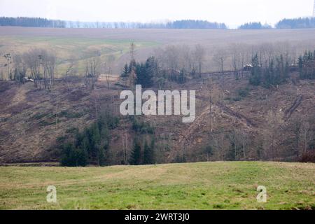 Thüringer Wald 10.03.2024, Herschdorf, Stadt Großbreitenbach, der Thüringer Wald hat sehr gelitten, viele Baeume wurden gefaellt, die Borkenkaefer und der Trockenheit zum Opfer gefallen sind - das Holz / die Baumstaemme liegen gestapelt auf dem Waldboden *** Thüringer Wald 10 03 2024, Herschdorf, Stadt Großbreitenbach, der Thüringer Wald hat viel gelitten, viele Bäume wurden gefällt, die dem Rindenkäfer und der Dürre zum Opfer gefallen sind, das Holz, das die Baumstämme auf dem Waldboden liegen Stockfoto