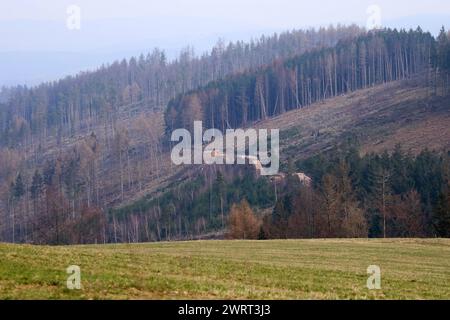 Thüringer Wald 10.03.2024, Herschdorf, Stadt Großbreitenbach, der Thüringer Wald hat sehr gelitten, viele Baeume wurden gefaellt, die Borkenkaefer und der Trockenheit zum Opfer gefallen sind - das Holz / die Baumstaemme liegen gestapelt auf dem Waldboden *** Thüringer Wald 10 03 2024, Herschdorf, Stadt Großbreitenbach, der Thüringer Wald hat viel gelitten, viele Bäume wurden gefällt, die dem Rindenkäfer und der Dürre zum Opfer gefallen sind, das Holz, das die Baumstämme auf dem Waldboden liegen Stockfoto