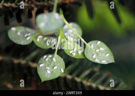 Zahlreiche Weiße Fliegen auf der Unterseite der Blätter. Sichtbare Eier und weiße Wachssekrete. Stockfoto