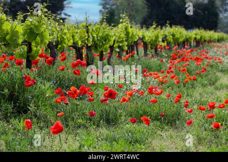 Mohnblumen, der inmitten von Bio-Rebstöcken wächst - Südfrankreich Stockfoto