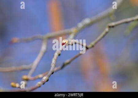 Blühende Haselnuss (Corylus avellana). Eine kleine weibliche Blume auf einem Zweig im Frühjahr. Stockfoto