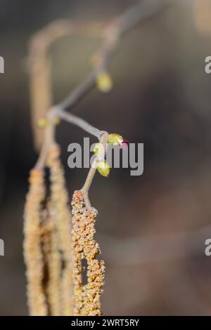 Blühende Haselnuss (Corylus avellana). Eine kleine weibliche Blume auf einem Zweig im Frühjahr. Stockfoto