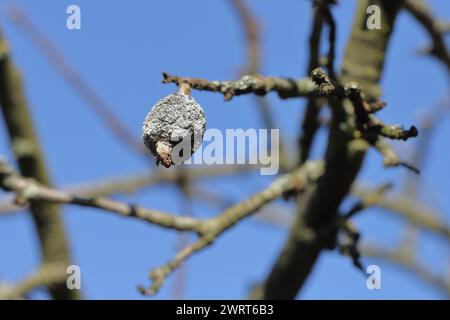 Fruchtmumie auf einem Apfelbaum. Stockfoto