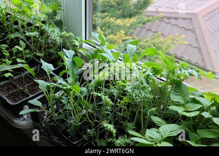 Junge Setzlinge in Schale auf Fensterbank Stockfoto