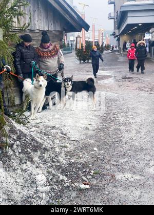 Menschen mit Huskyhunden auf einer Winterstraße in Roevniemi im finnischen Lappland Stockfoto
