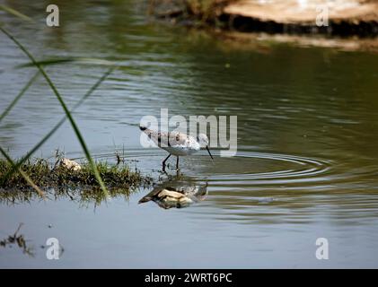 Greenshank taucht in einem Teich in Indien Stockfoto