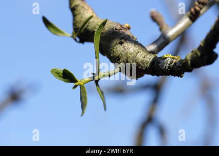 Mistel, die auf einem Apfelbaumzweig wächst. Eine junge Pflanze, ein Halbparasit von Pflanzen, der Bäume schwächt. Stockfoto