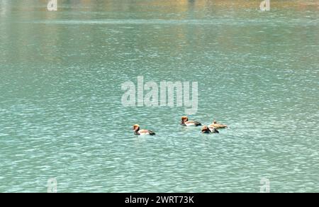 mandarinente schwimmt mit Wasserwellen im See Stockfoto