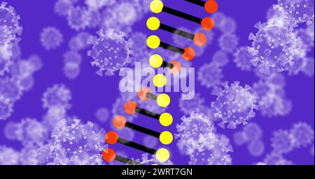 Bild eines 3D-DNA-Strangs, der sich mit COVID-19-Coronavirus-Zellen dreht, die auf violettem Hintergrund schweben Stockfoto