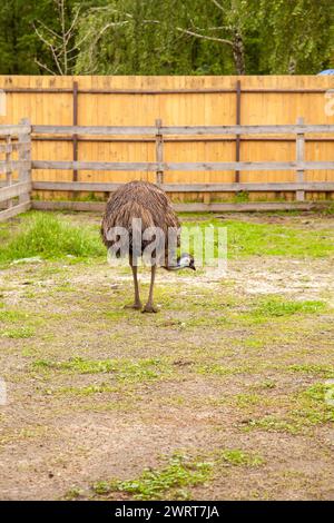 Der australische Strauß emu, bekannt als Dromaius novaehollandiae, ist der zweitgrößte lebende Vogel der Welt. Emu ist flugunfähiger Vogel und heimisch in Austral Stockfoto