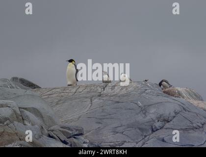 Pinguin Emperor (Aptenodytes forsteri), einsamer Erwachsener in einer Gentoo-Kolonie auf Pleneau Island, Antarktische Halbinsel, Januar 2024 Stockfoto