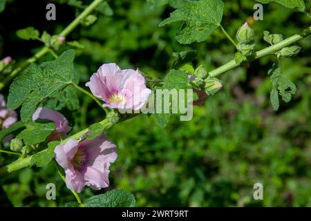 Weiß-rosa Blüten von Moschusmalve oder Lavatera mit einem gelben Zentrum beleuchtet von der Sonne im Innenhof des Hauses im Sommer. Malvenblüten, selektiv f Stockfoto