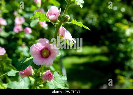 Weiß-rosa Blüten von Moschusmalve oder Lavatera mit einem gelben Zentrum beleuchtet von der Sonne im Innenhof des Hauses im Sommer. Malvenblüten, selektiv f Stockfoto