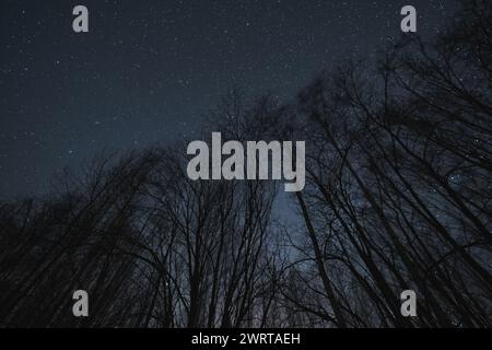 Nachtfoto, Landschafts-Astrofotografie. Bäume ohne Blätter vor dem Hintergrund des Sternenhimmels. Stockfoto