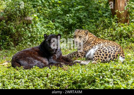 Schwarzer Indochinesischer Leopard mit geflecktem Leopard (Panthera pardus delacouri), der in tropischer Natur zusammenliegt Stockfoto