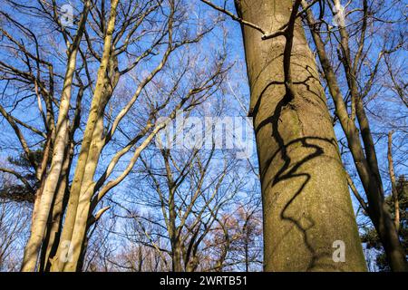 Wald am Ruhrhoehenweg in der Ardey bei Wetter an der Ruhr, Schatten eines Asts am Stamm, Nordrhein-Westfalen, Germa Stockfoto